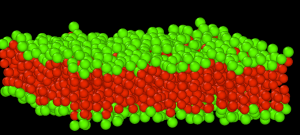 3bead_lipid_model